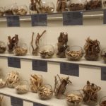 plantes médecine coréenne