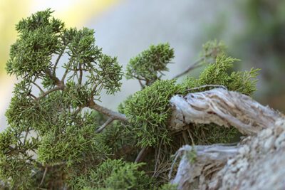 arbre-du-cursus-miniature
